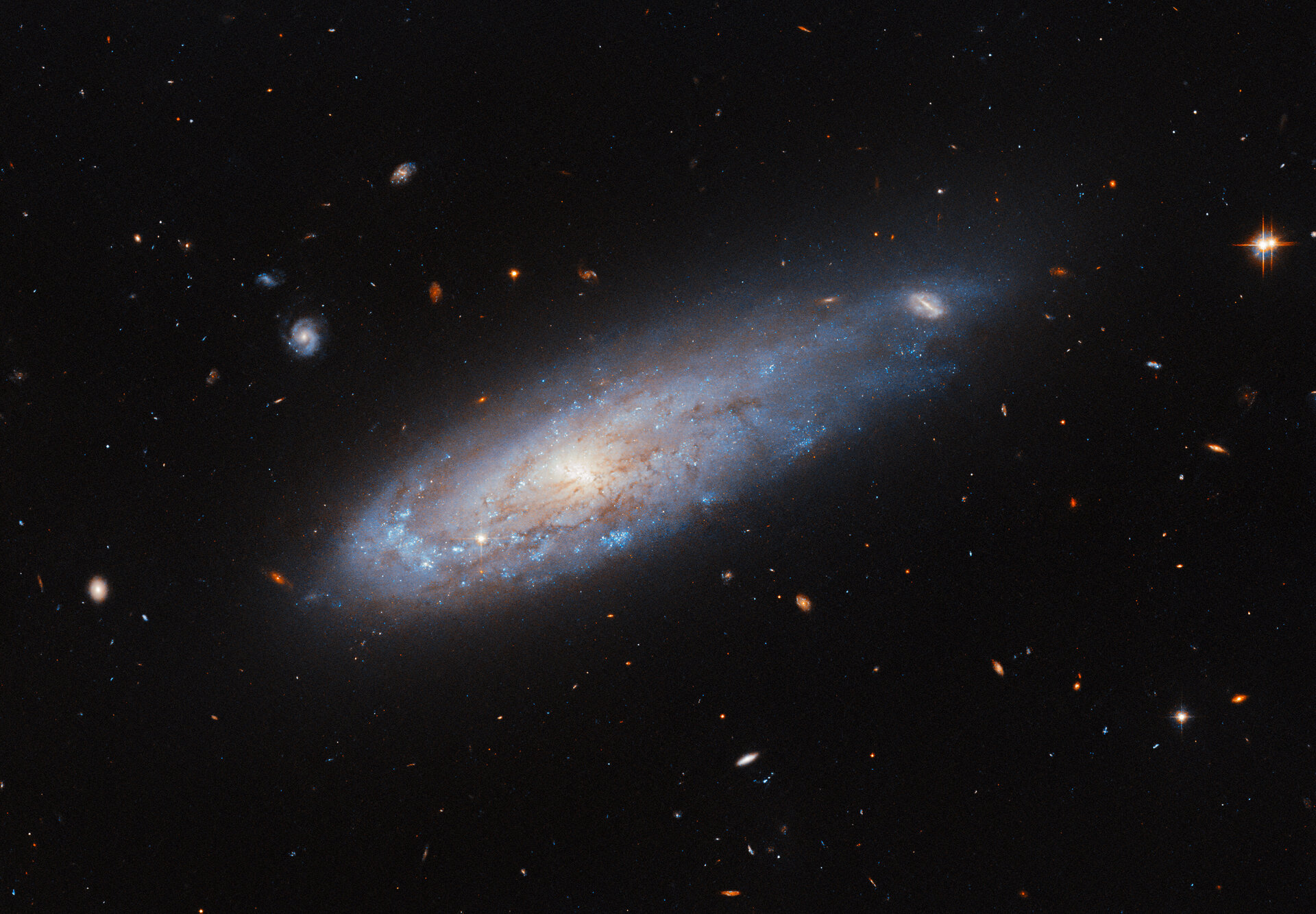 The spiral galaxy appearing in this week’s Hubble Picture of the Week is named IC 3225. It looks remarkably as if it’s been launched from a cannon, speeding through space like a comet with a tail of gas streaming from its disc behind it. The scenes that galaxies appear in from Earth’s point of view are fascinating; many seem to hang calmly in the emptiness of space as if hung from a string, while others star in much more dynamic situations! Appearances can be deceiving with objects so far from Earth — IC 3225 itself is about 100 million light-years away — but the galaxy’s location suggests some causes for this active scene, because IC 3225 is one of over 1300 members of the Virgo galaxy cluster. The density of galaxies in the Virgo cluster creates a rich field of hot gas between them, the so-called ‘intracluster medium’, while the cluster’s extreme mass has its galaxies careening around its centre in some very fast orbits. Ramming through the thick intracluster medium, especially close to the cluster’s centre, places an enormous ‘ram pressure’ on the moving galaxies that strips gas out of them as they go. IC 3225 is not so close to the cluster core right now, but astronomers have deduced that it has undergone this ram pressure stripping in the past. The galaxy looks as though it’s been impacted by this: it is compressed on one side and there has been noticeably more star formation on this leading edge, while the opposite end is stretched out of shape. Being in such a crowded field, a close call with another galaxy could also have tugged on IC 3225 and created this shape. The sight of this distorted galaxy is a reminder of the incredible forces at work on astronomical scales, which can move and reshape even entire galaxies! [Image Description: A spiral galaxy. Its disc glows visibly from the centre, and has faint dust threaded through it. A spiral arm curves around the left edge of the disc and is noticeably more dense with bright blue spots Celestial cannonball